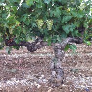 Vine