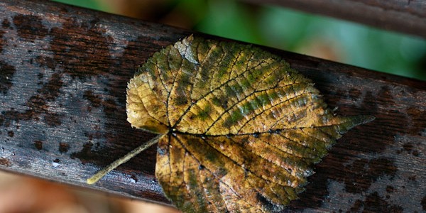 Leaf on a bench