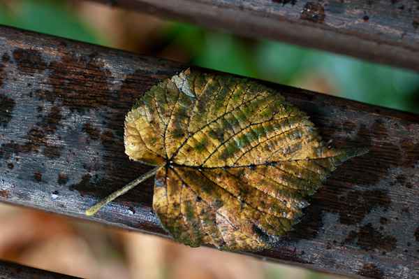Leaf on a bench