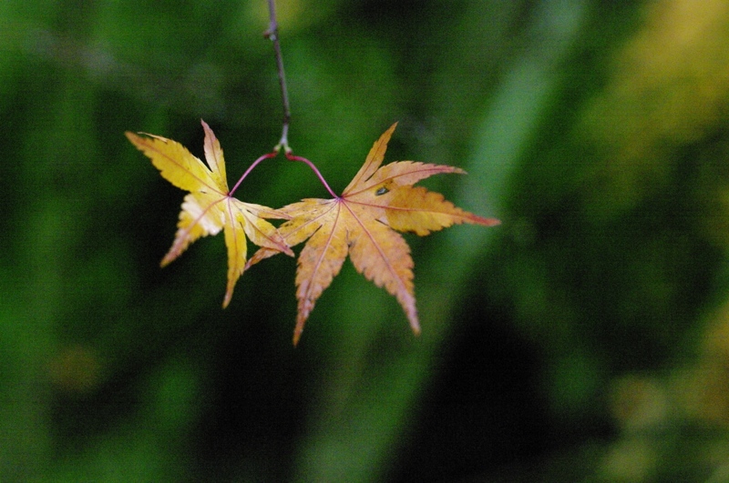 Twin_leaves.JPG